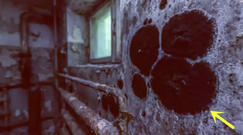 Mutant Things in Chernobyl: They're Eating Radiation Now? 2 0427 2