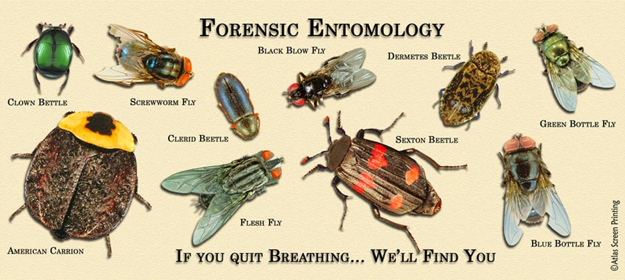 Forensic Entomology Helped Convict Vincent Brothers